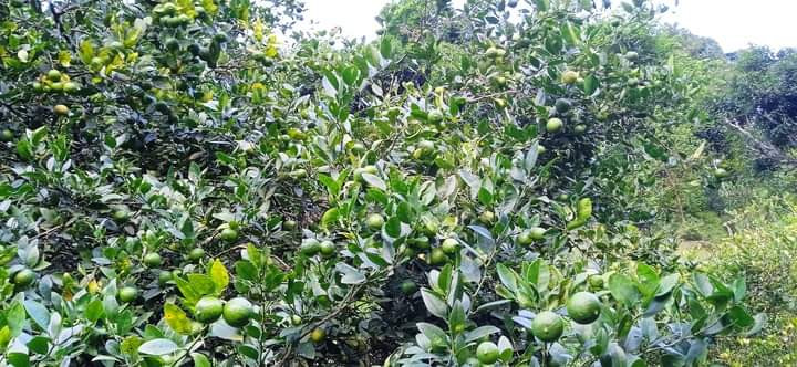 गत वर्ष ६ लाख आम्दानी, यसपाली कागती बोटमै